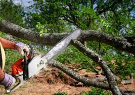 Seasonal Cleanup (Spring/Fall) in Volga, SD