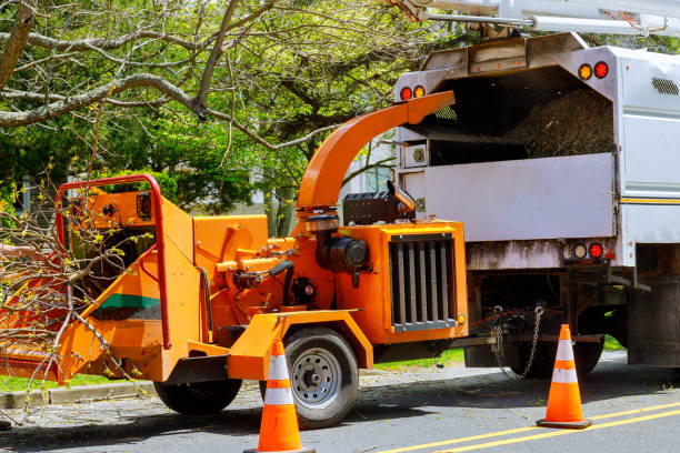 Best Tree Risk Assessment  in Volga, SD