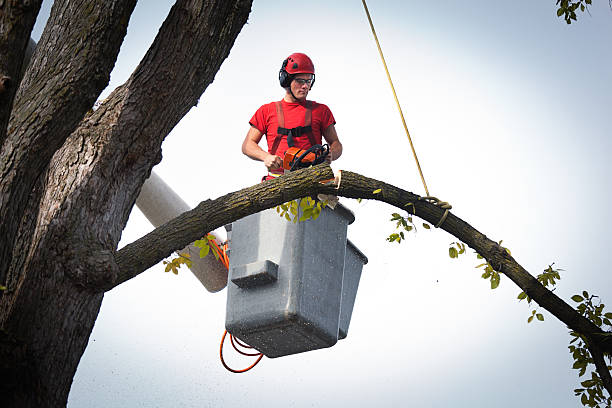 Best Emergency Tree Removal  in Volga, SD